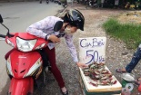 Cua, ghẹ “lạ” siêu rẻ tràn lan vỉa hè Hà Nội